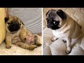 AWW SOO Cute and Funny Pug Puppies - Funniest Pug Ever #13