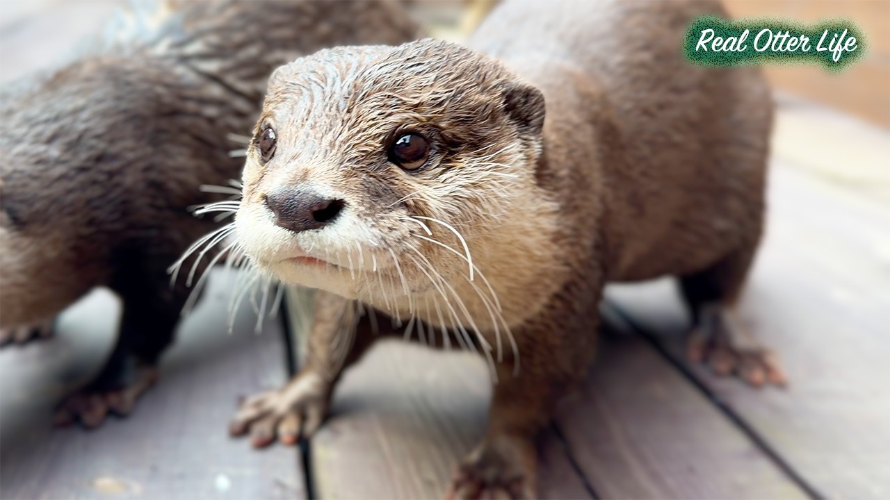 [元ネタ] タオルは渡さない！必死に抵抗する愛らしいカワウソたちとの終わりなき攻防戦