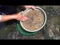 How to Sieve for Gemstones - Sapphires and Zircon | Liz Kreate