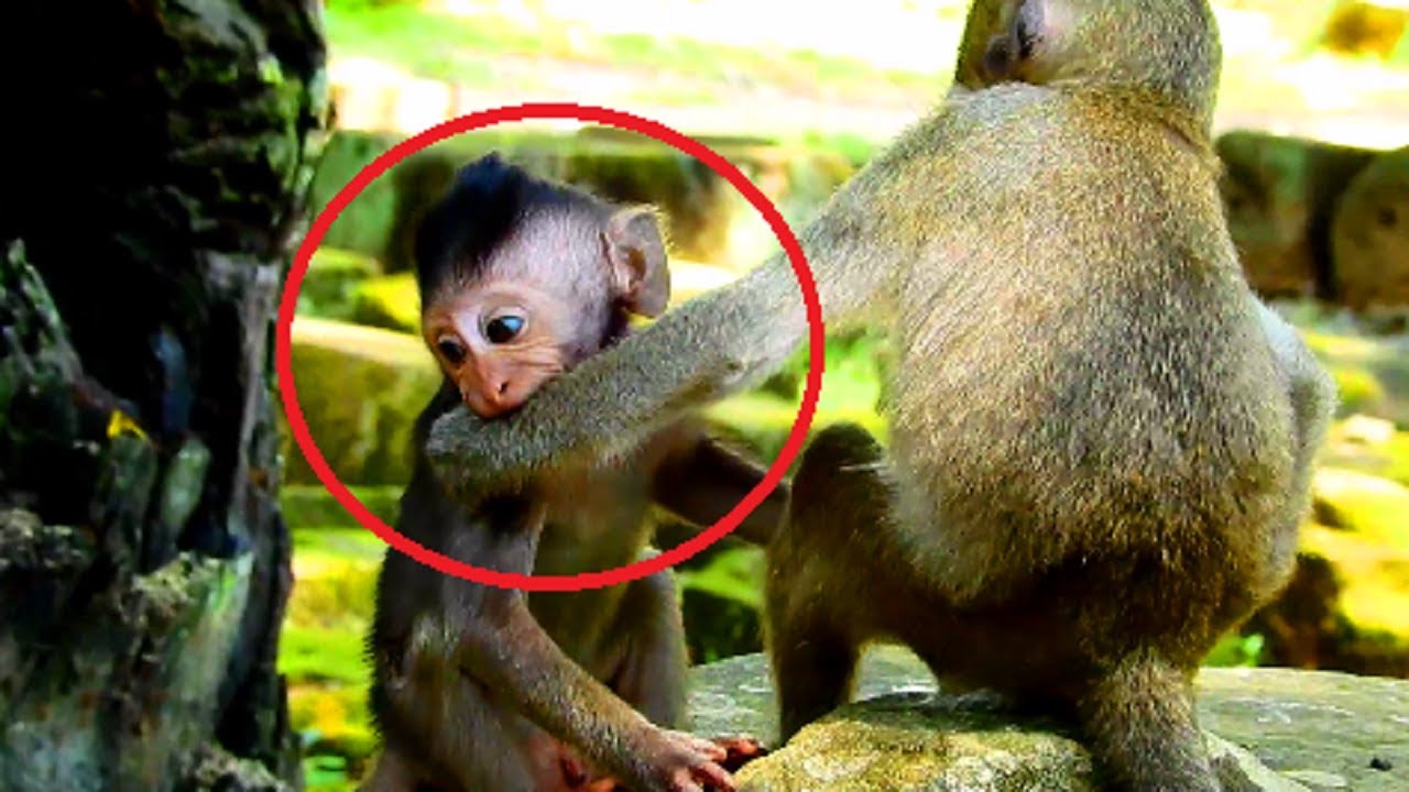 Wow! Timo bite Sweety's hand cos she catch baby, Timo frighten with mum, baby Freeland 161