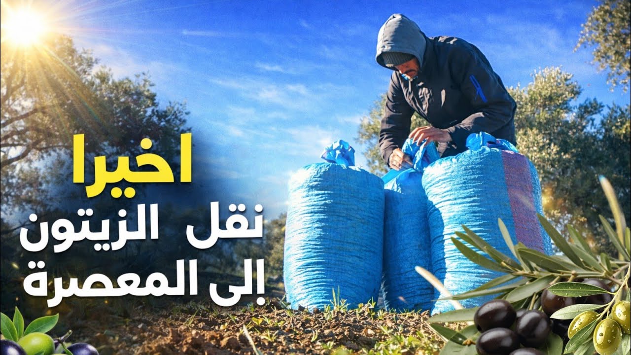 ⛰️ بين الوحل والمنحدرات… معركة نقل الزيتون إلى المعصرة
