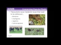 Potentially Toxic Forage Crops for Cattle Potentially Toxic Forage Crops for Cattle
