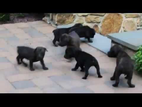 Cane Corso Puppies For Sale Youtube