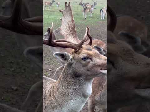 Rudolph The Red Nose Reindeer