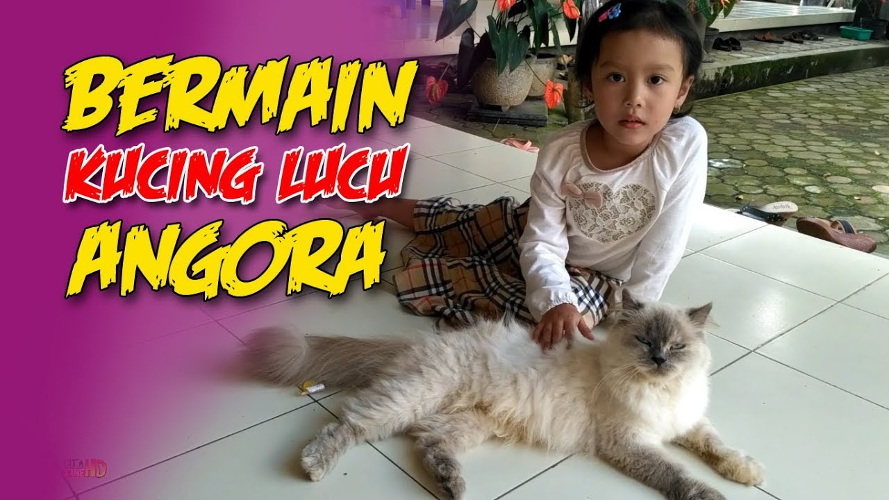 Cita bermain dengan Kucing  Lucu  Cute Anggora Cat  Anak 