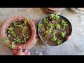 Gardening works in September|Cutting of plants