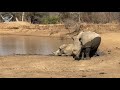 A Rhino Mother and Son Enjoy Time at the Waterhole &amp; Mud Wallow