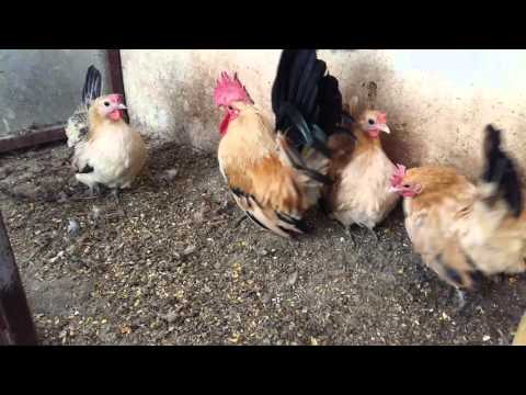 فيديو: دجاج شاخوخبيلي محلي الصنع