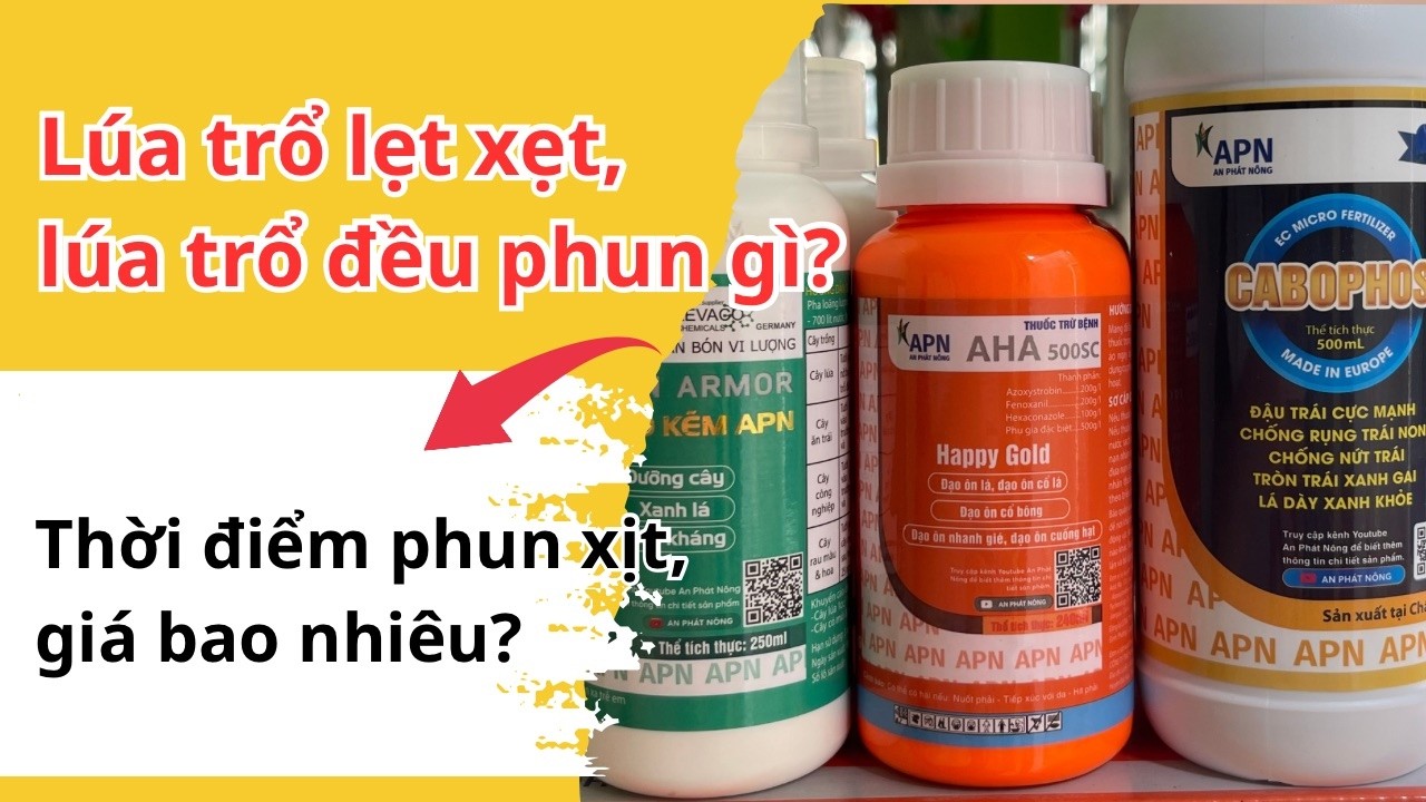 Lúa trổ lẹt xẹt, lúa trổ đều phun gì? Đạo ôn, lem lép và vàng lá?