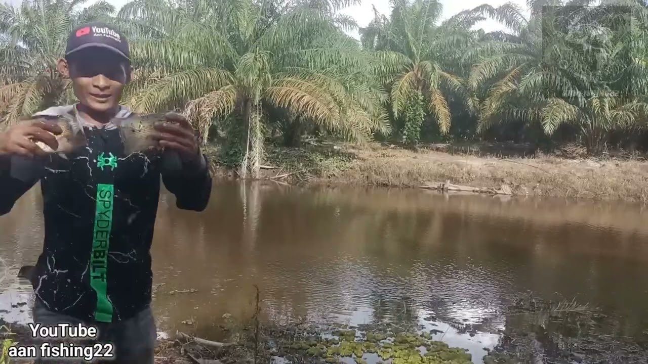 Nekat..‼️ jaring ikan di sarang buaya dapat ikan purba