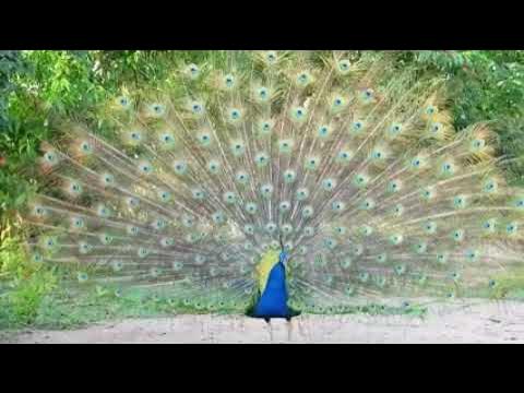 pecock in wild, wild, fleuranna