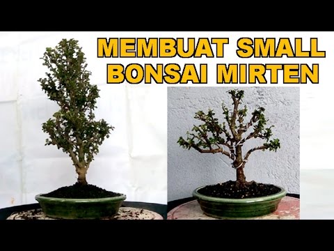 Membuat Small Bonsai Mirten - YouTube