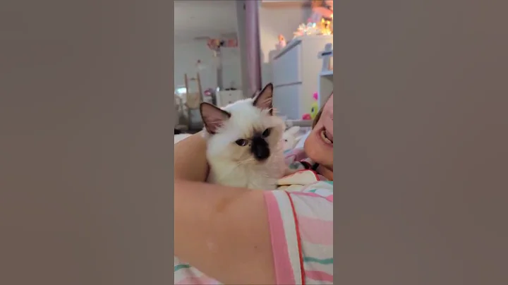 Video 11632431: kitten cutecat baby cat, cat kitten cutecat funny, cat kitten cute baby