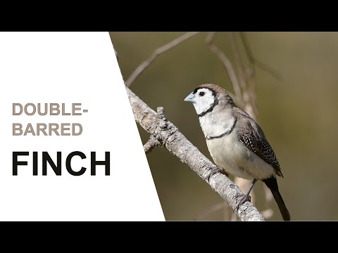 Australian Birds. Double-barred Finch in the wild. Drinking and Preening. Australian Bird Media.