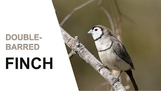 Australian Birds. Double-barred Finch in the wild. Drinking and Preening. Australian Bird Media.