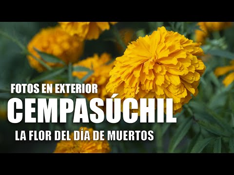 #208. Outdoor photos. Marigold, the flower of the Day of the Dead