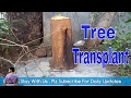 ऐसे लगाए निकाले हुए बड़े पेड़ को / How to Big Tree Transplanting With Update/ Save Tree/ Mammal Bonsai