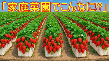 ベランダでできる！横置きペットボトルでいちご栽培のやり方