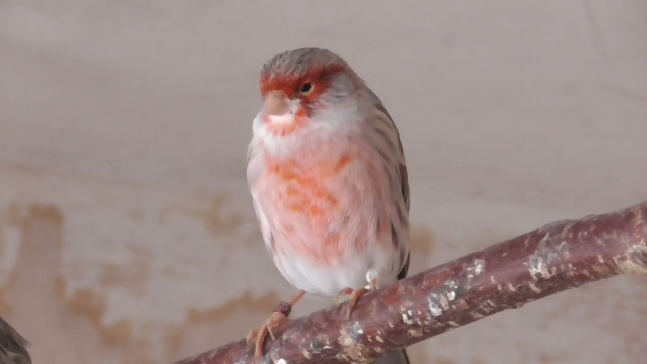 Canarini Agata rosso mosaici