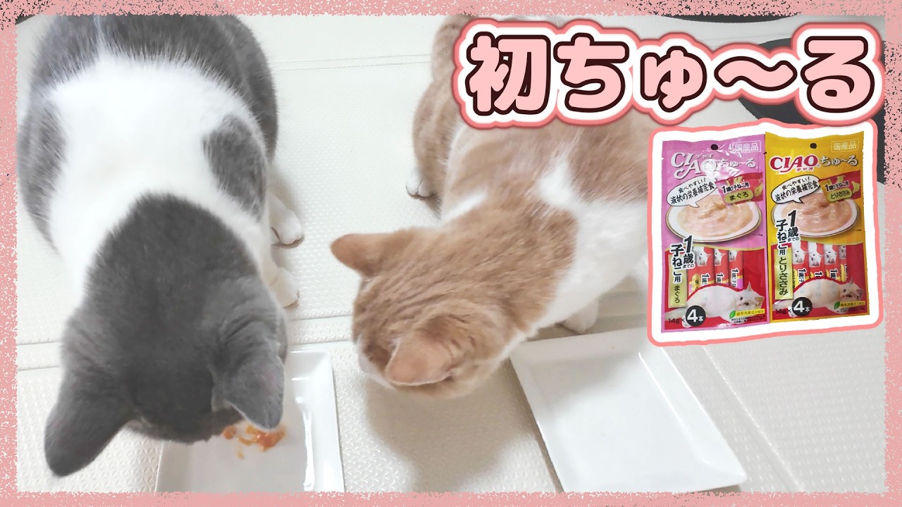 初めてちゅ～るを食べた時の猫たちの反応