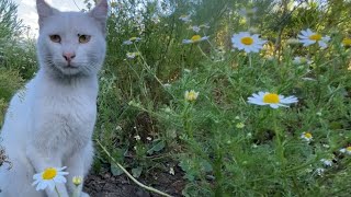 Flowers and beautiful stray cats, what a wonderful sight