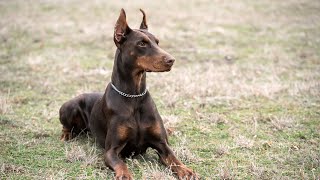 How are Dobermans in Agility Competitions