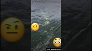 REAL mermaid swimming under boat