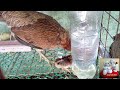 DIY#33 Automatic Waterer for Chicken & Bird from Waste Plastic Bottle