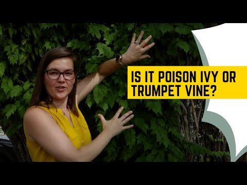 Is that Poison Ivy? | Catherine Arensberg