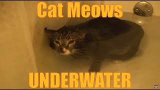 Cat Meows Underwater [ORIGINAL VIDEO]