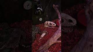 #montypython #snake #reptiles #python #pets #ballpython