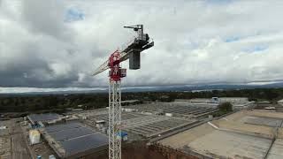 2 Cranes and a Pelican