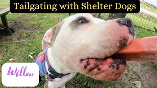 Taking 2 Shelter Dogs Tailgating To Get Them Adopted 💕 #dogsofyoutube