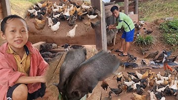 tub lauj tub hmoov zoo peb mus pub qaib os npua loj kawg lawm