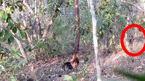 Cuab qaib yav tsaus ntuj,ต่อไก่ป่าตอนเยนเข้าไวมาก