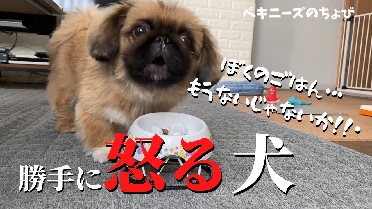 かわいいペキニーズが勘違いして激怒 27 今日のごはん ペキニーズのちょび 犬と暮らす Youtube