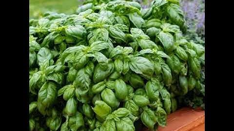 Fresh basil plants #short#shorts