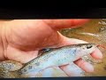 Flyfishing in georgia for wild rainbow trout