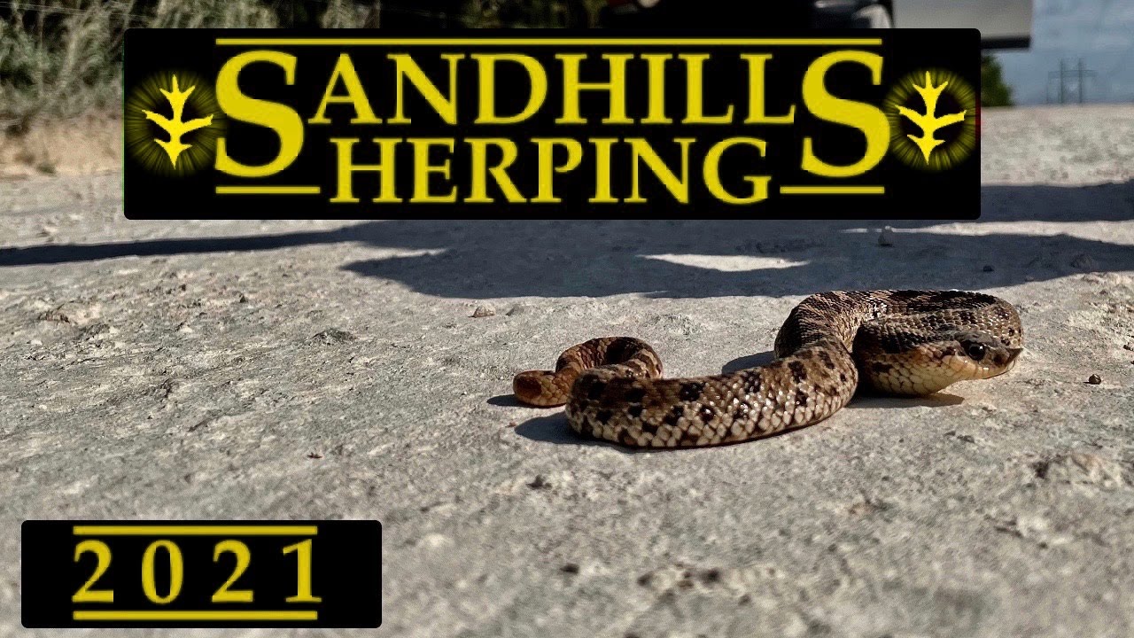 Sandhills Herping 3 Adult Southern Hognose Snakes Youtube