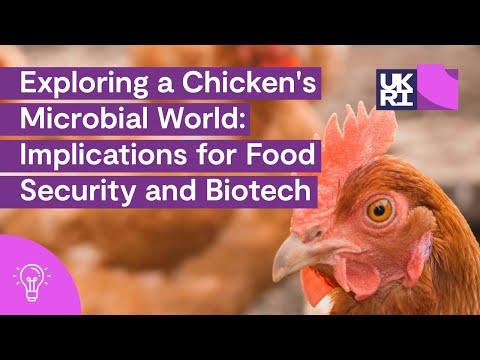 What lives inside a chicken HD YouTube