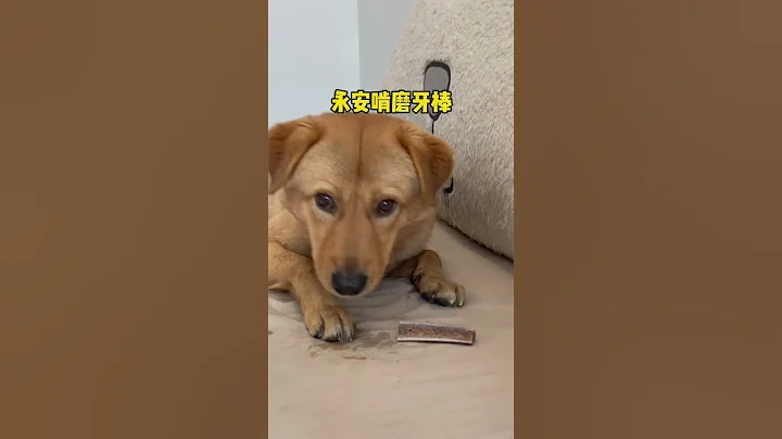 城里养大的和乡下养大的田园犬有啥不同之处呢 - 天天要闻