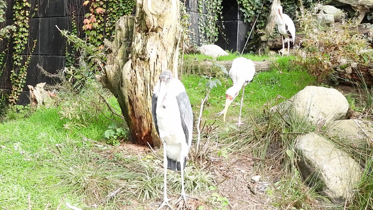 Maribu en Nimmerzat 25-10-2019  Snavelrijk