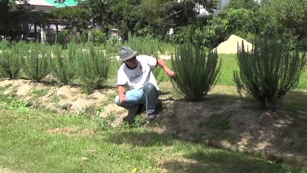 親子でハーブガーデン作り ローズマリーの生垣 自然のハーバルライフ Herb Youtube