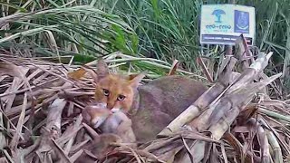 Cute Jungle cat kittens reunited with mother | forest department Nashik | Eco Echo Foundation | WTI