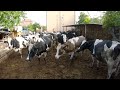 ÇİFTLİK İŞLERİ / GÜNLÜK İŞLER 12 [GoPro]