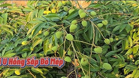 BẤT NGỜ VẢI THANH HÀ ĐÃ TRẮNG QUẢ- VẢI U HỒNG CHUẨN BỊ ĐỎ MÉP I NÚI ĐỒI LỤC NGẠN