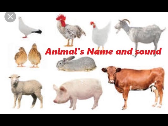 प्राणियों के आधार पर धवनिबोधक शब्द - YouTube |Animal Name and Sound in Hindi  |Bird Sound |Pet-Wild - YouTube