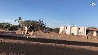 Information C13P5 THE ROAD TO FUTURITY VIP Update