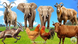 Farm Animal Sounds: Goat, Antelope, Cow, Chicken, Elephant, Kudu - Herbivores