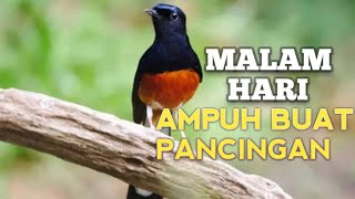 SUARA PANCINGAN MURAI BATU biar Emosi jadi NYAUT BUNYI GACOR BONGKAR ISIAN | TERAPI MURAI BATU